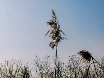 بيت4وين كازينو تطبيق الهاتف المحمول